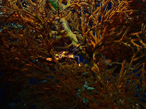 Serene's Black Coral Crab - Quadrella serenei  Fall,Geotagged,Indonesia,Quadrella serenei,Serene's Black Coral Crab