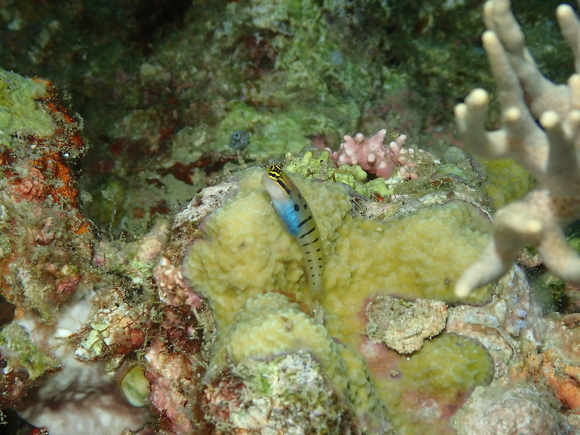 Randall's Blenny - Ecsenius randalli  Ecsenius randalli,Fall,Geotagged,Indonesia
