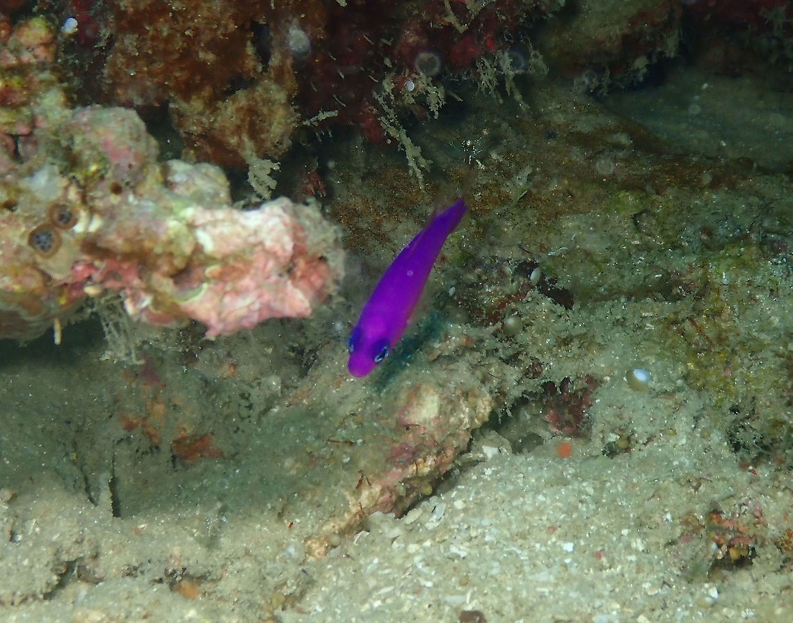 Magenta dottyback - Pictichromis porphyrea  Fall,Geotagged,Indonesia,Pictichromis porphyrea