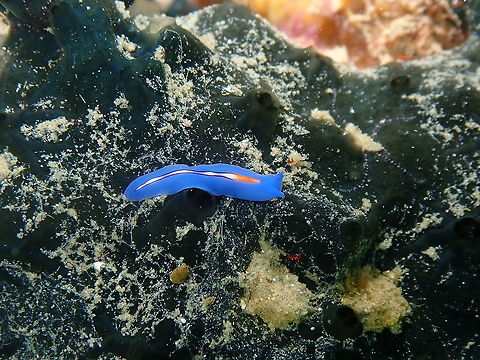 Racing Stripe Flatworm - Pseudoceros bifurcus  Fall,Geotagged,Indonesia,Pseudoceros bifurcus,Racing Stripe Flatworm