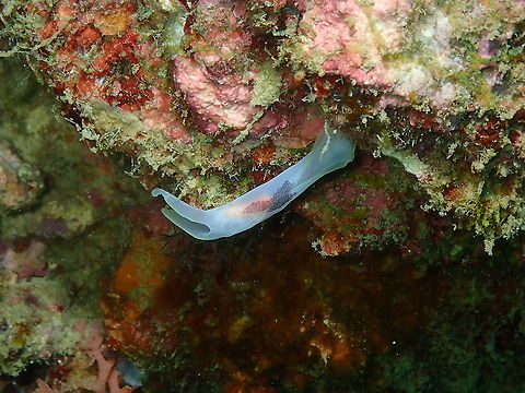 Pleasant Chelidonura - Chelidonura amoena  Chelidonura amoena,Fall,Geotagged,Indonesia,Pleasant Chelidonura