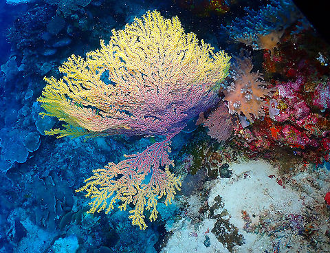 Acanthogorgia isoxya Genus narrowed down using this book link, page 35:
http://oseanografi.lipi.go.id/haspen/Gorgonian_Yosephine_1012cop1.pdf
It is similar to Acanthogorgia isoxya, according to this photo:
https://www.alamy.com/fan-coral-acanthogorgia-isoxya-crinoids-behind-them-image178763836.html
I am more convinced that this is the right species after seeing the picture in page 15 of Corals Indo-Pacific Guide by harry Erhardt and Daniel Knop. Acanthogorgia isoxya,Fall,Geotagged,Gorgonian Sea Fan Acanthogorgia isoxya,Indonesia