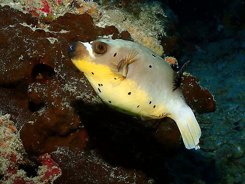 Blackspotted puffer - Arothron nigropunctatus Another doggie of the sea :-) Arothron nigropunctatus,Blackspotted puffer,Fall,Geotagged,Indonesia