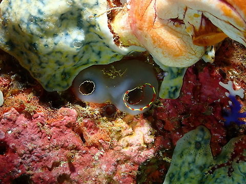 Ascidiidae Perhaps Herdmania momus according to this link:
https://www.poppe-images.com/?t=17&photoid=901600&catid=20 Fall,Geotagged,Indonesia,ascidian