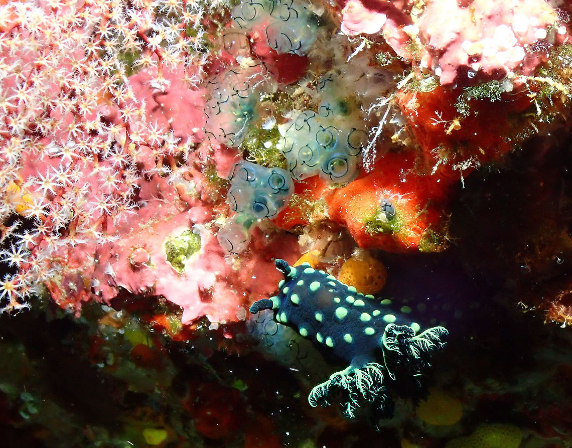 Sigillina signifera predated by Nembrotha crsitata This is a spotting to introduce the species of sea squirt Sigillina signifera. It is the small tunicate colonies above the nudibranch in green blueish coloration. They happen to be very tasty for nudibranchs and this nudi here is having a meal out of them.<br />
See a similar scene here:<br />
<a href="https://www.naturepl.com/stock-photo-nudibranch-nembrotha-cristata-eating-a-tunicate-sigillina-signifera-nature-image01555925.html" rel="nofollow">https://www.naturepl.com/stock-photo-nudibranch-nembrotha-cristata-eating-a-tunicate-sigillina-signifera-nature-image01555925.html</a> Fall,Geotagged,Green Ringed Ascidian,Indonesia,Sigillina signifera