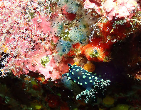 Sigillina signifera predated by Nembrotha crsitata This is a spotting to introduce the species of sea squirt Sigillina signifera. It is the small tunicate colonies above the nudibranch in green blueish coloration. They happen to be very tasty for nudibranchs and this nudi here is having a meal out of them.
See a similar scene here:
https://www.naturepl.com/stock-photo-nudibranch-nembrotha-cristata-eating-a-tunicate-sigillina-signifera-nature-image01555925.html Fall,Geotagged,Green Ringed Ascidian,Indonesia,Sigillina signifera