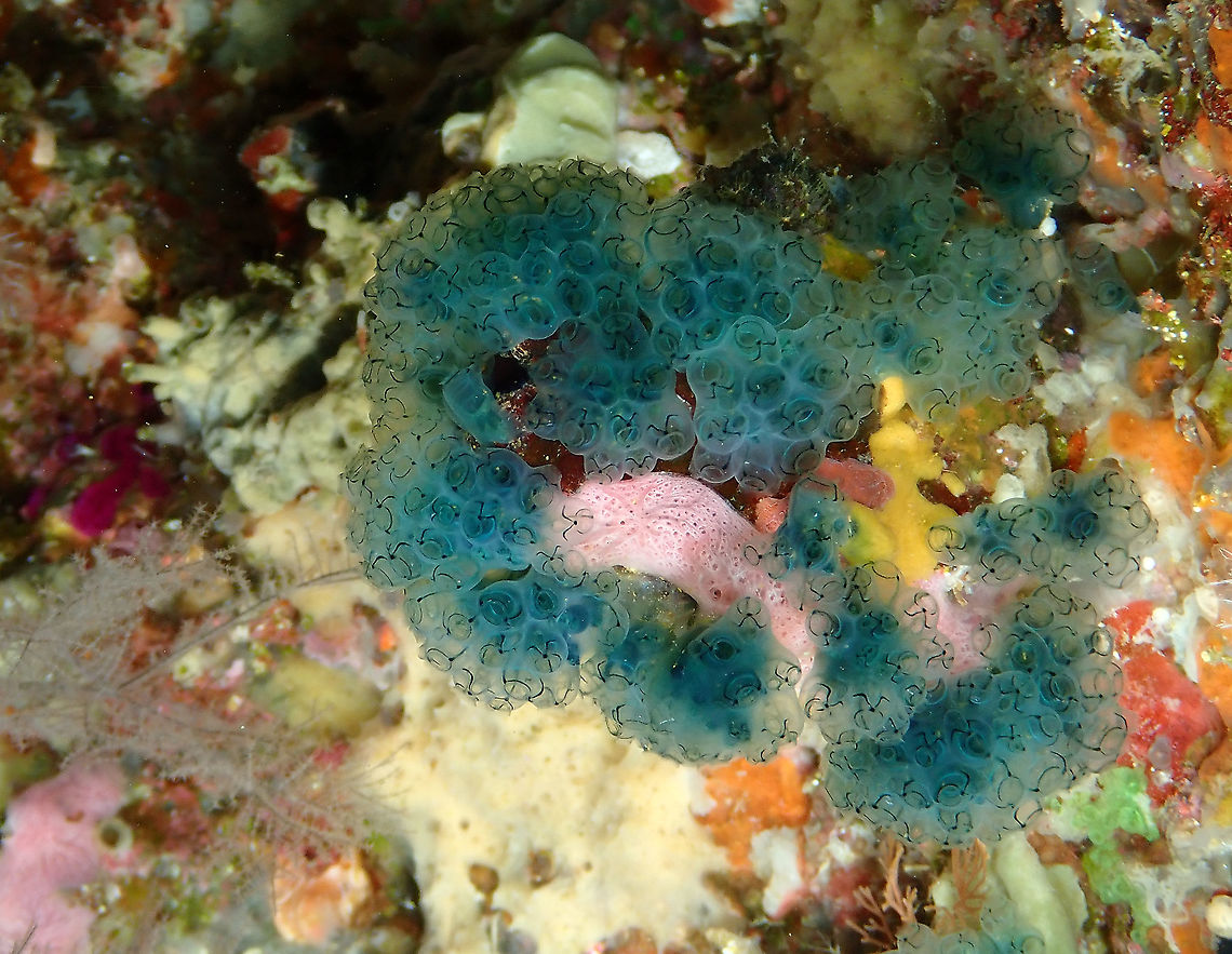 Green Ringed Ascidian - Sigillina signifera Another colony and place. Fall,Geotagged,Green Ringed Ascidian,Indonesia,Sigillina signifera