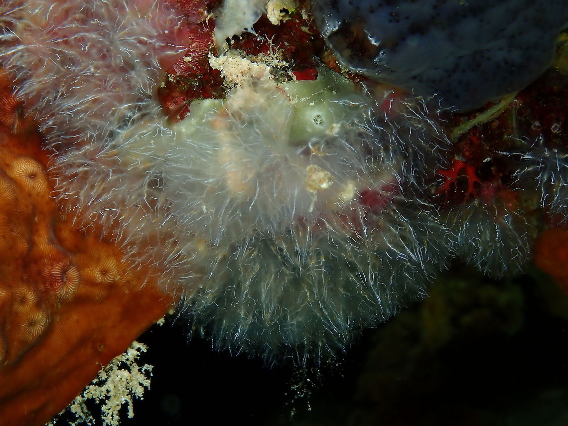 Brittle sea squirt - Diazona tenera My species nr 2000! Brittle sea squirt,Diazona tenera,Fall,Geotagged,Indonesia