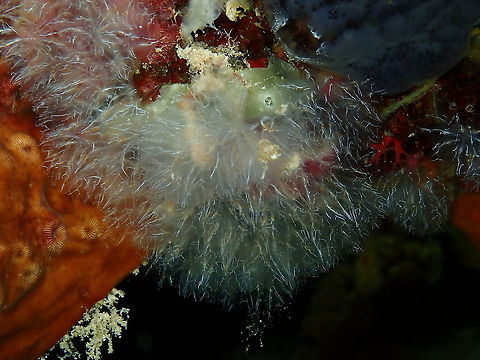 Brittle sea squirt - Diazona tenera My species nr 2000! Brittle sea squirt,Diazona tenera,Fall,Geotagged,Indonesia