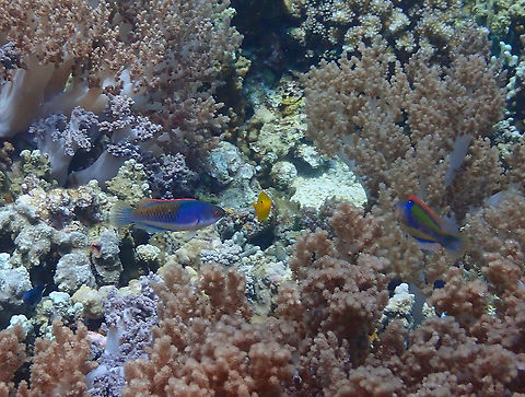 Bluesided Wrasse - Cirrhilabrus cyanopleura  Bluesided Wrasse,Cirrhilabrus cyanopleura,Fall,Geotagged,Indonesia
