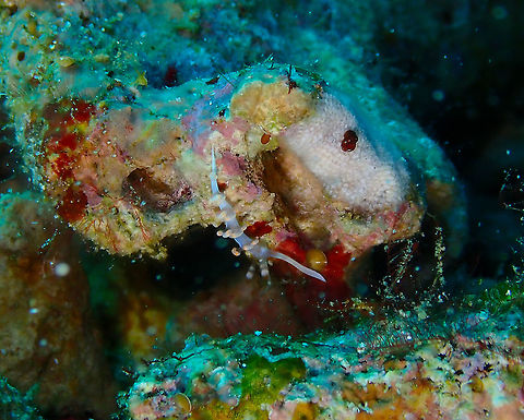 Flabellina (or Samia) bicolor  Fall,Flabellina bicolor,Geotagged,Indonesia