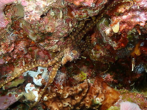 Mosaic Octopus - Abdopus abaculus I saw this octopus right before he hid himself ina very tiny hole in a crevice. This was in a crevice or mini cave in a coral reef. the second spotting after this one is the same octopus, changing colors. Abdopus abaculus,Fall,Geotagged,Indonesia,Mosaic Octopus