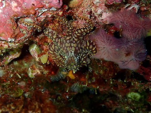 Mosaic Octopus - Abdopus abaculus Same octopus as before changing colors before sneaking into a hole of the small cave. Abdopus abaculus,Fall,Geotagged,Indonesia,Mosaic Octopus