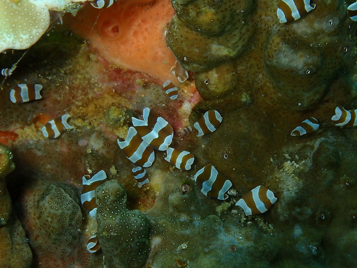 Amphiscolos sp. 3 It is a species of Acoel flatworm. Thier size is to 1 cm. They are white with brown bands, rounded head and notched rear body. Small clusters of these animals inhabit fine rubble and areas of dead coral (extract from Reef Creature Identification Tropical Pacific, Paul Humann and Ned Deloach). Fall,Geotagged,Indonesia,acoel flatworm,flatworm