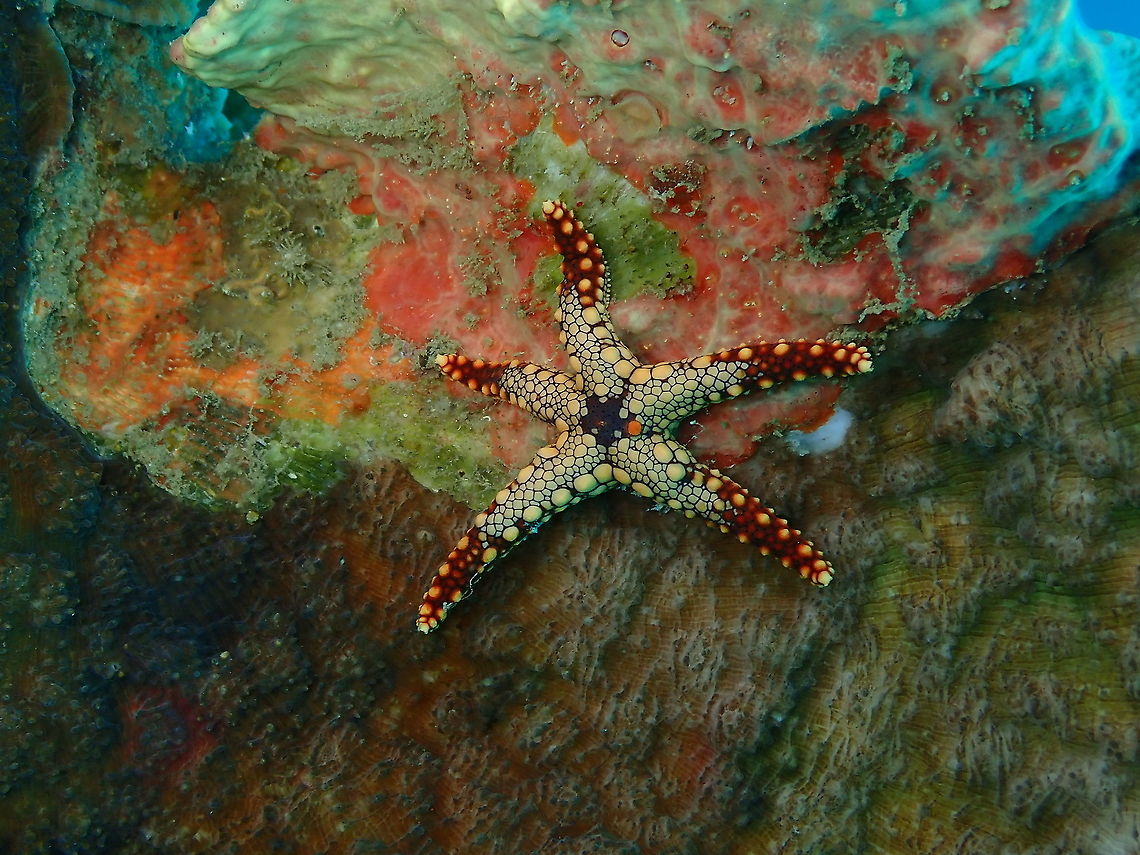 Fromia nodosa Looks like a broche in an impressionist painting! Fall,Fromia nodosa,Geotagged,Indonesia