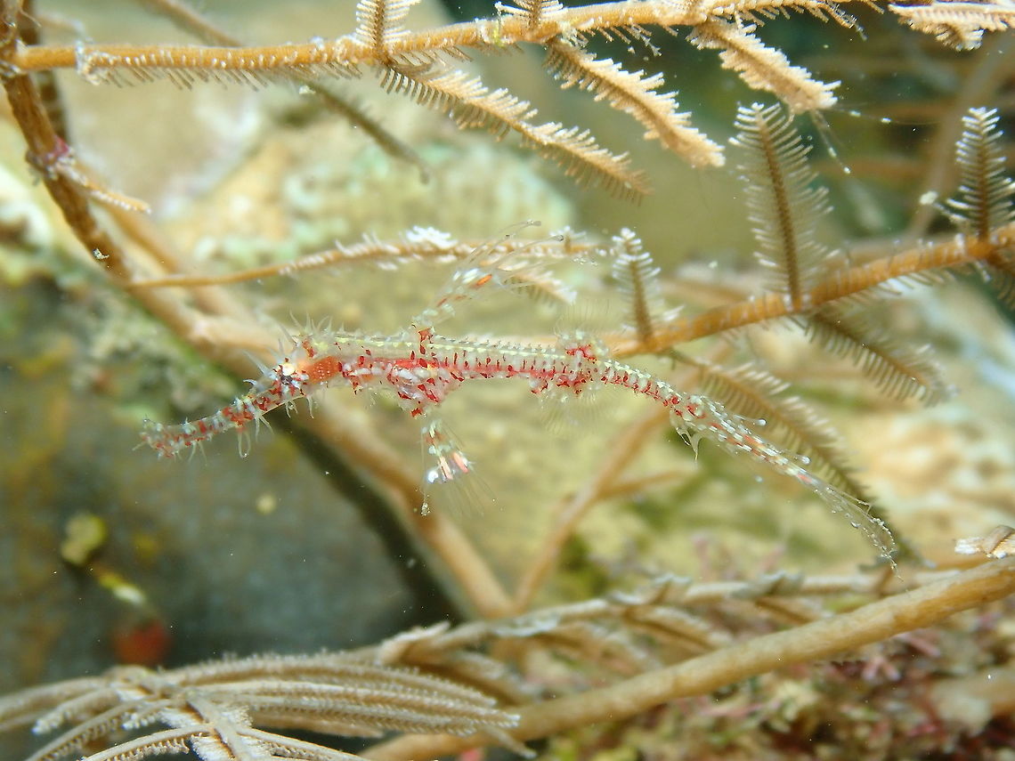 Harlequin ghost pipefish - Solenostomus paradoxus (Juvenile)  Fall,Geotagged,Harlequin ghost pipefish,Indonesia,Solenostomus paradoxus