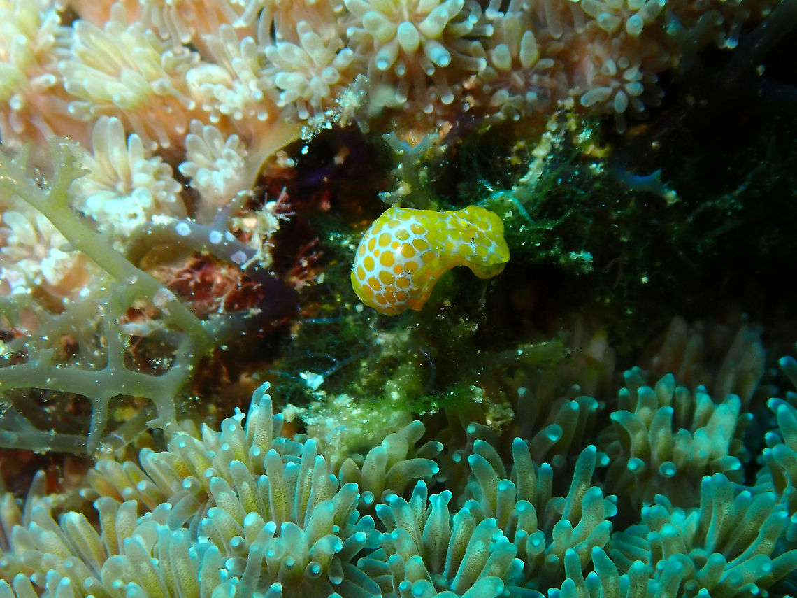 Haminoea sp. 2 - Headshield Slug Haminoea is a genus of medium-sized sea snails or bubble snails, marine opisthobranch gastropod molluscs in the family Haminoeidae, the haminoea bubble snails, part of the clade Cephalaspidea, the headshield slugs and bubble snails (from Wikipedia). Fall,Geotagged,Haminoea,Haminoeidae,Headshield Slug,Indonesia