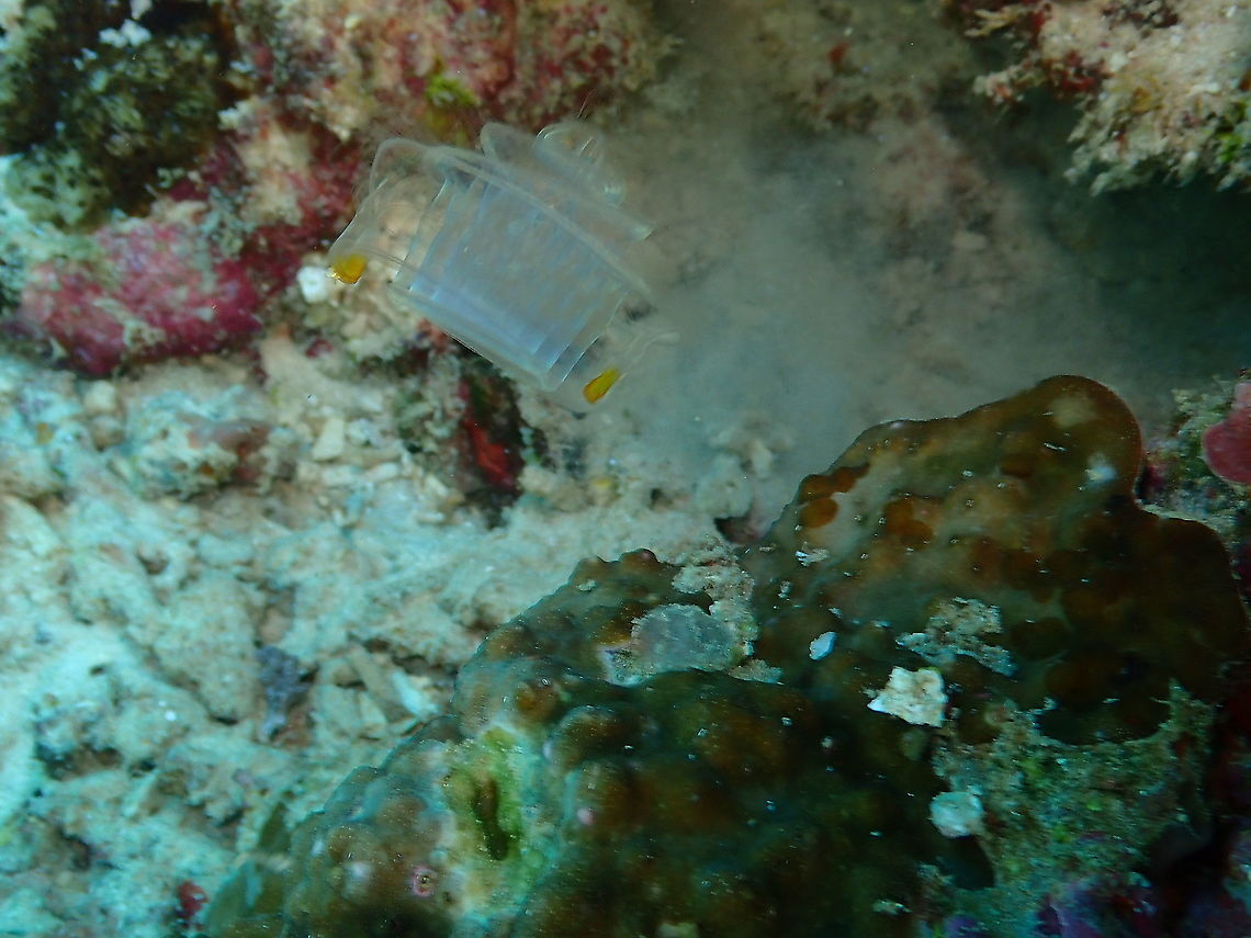 Venus girdle - Cestum veneris A ribbon-like comb jelly.<br />
See some interesting facts on comb jellies here:<br />
<a href="https://poseidonsweb.com/difference-jellyfish-comb-jellies-no-sting/" rel="nofollow">https://poseidonsweb.com/difference-jellyfish-comb-jellies-no-sting/</a><br />
<br />
See it extended, here:<br />
<figure class="photo"><a href="https://www.jungledragon.com/image/98311/venus_girdle_-_cestum_veneris.html" title="Venus girdle - Cestum veneris"><img src="https://s3.amazonaws.com/media.jungledragon.com/images/2298/98311_thumb.JPG?AWSAccessKeyId=05GMT0V3GWVNE7GGM1R2&Expires=1759968010&Signature=4UIFltipYyuESMwzFJJtlPBfn7U%3D" width="200" height="150" alt="Venus girdle - Cestum veneris This is the same comb jelly, unfolded. is very hard to see because is an almost transparent lace-shaped animal.<br />
See it folded, here;<br />
https://www.jungledragon.com/image/98310/venus_girdle_-_cestum_veneris.html Cestum veneris,Fall,Geotagged,Indonesia,Venus girdle" /></a></figure> Cestum veneris,Fall,Geotagged,Indonesia,Venus girdle