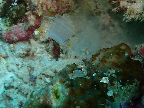 Venus girdle - Cestum veneris A ribbon-like comb jelly.
See some interesting facts on comb jellies here:
https://poseidonsweb.com/difference-jellyfish-comb-jellies-no-sting/

See it extended, here:
https://www.jungledragon.com/image/98311/venus_girdle_-_cestum_veneris.html Cestum veneris,Fall,Geotagged,Indonesia,Venus girdle