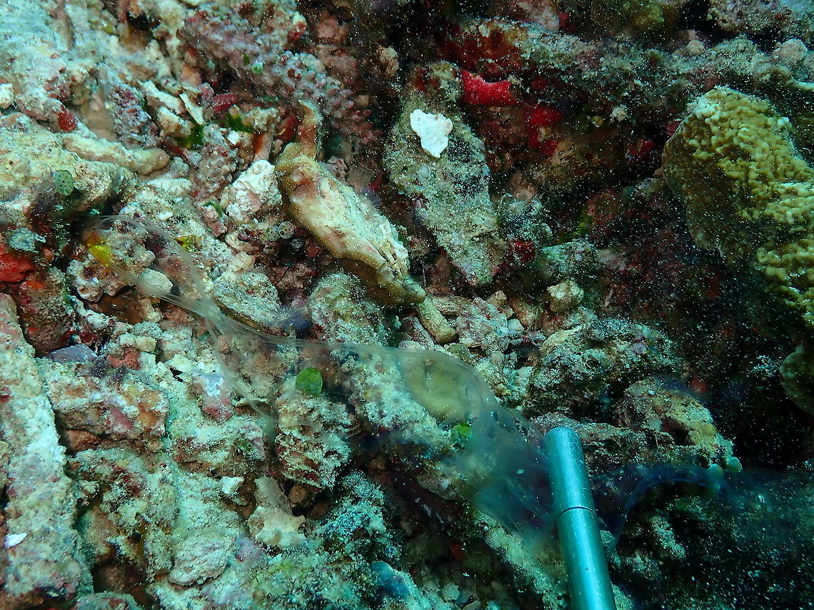 Venus girdle - Cestum veneris This is the same comb jelly, unfolded. is very hard to see because is an almost transparent lace-shaped animal.<br />
See it folded, here;<br />
<figure class="photo"><a href="https://www.jungledragon.com/image/98310/venus_girdle_-_cestum_veneris.html" title="Venus girdle - Cestum veneris"><img src="https://s3.amazonaws.com/media.jungledragon.com/images/2298/98310_thumb.JPG?AWSAccessKeyId=05GMT0V3GWVNE7GGM1R2&Expires=1769040010&Signature=kBkkAnvLXP7s2NMmRWpJCRHYcCQ%3D" width="200" height="150" alt="Venus girdle - Cestum veneris A ribbon-like comb jelly.<br />
See some interesting facts on comb jellies here:<br />
https://poseidonsweb.com/difference-jellyfish-comb-jellies-no-sting/<br />
<br />
See it extended, here:<br />
https://www.jungledragon.com/image/98311/venus_girdle_-_cestum_veneris.html Cestum veneris,Fall,Geotagged,Indonesia,Venus girdle" /></a></figure> Cestum veneris,Fall,Geotagged,Indonesia,Venus girdle