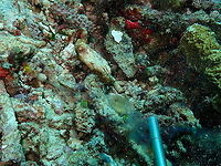Venus girdle - Cestum veneris This is the same comb jelly, unfolded. is very hard to see because is an almost transparent lace-shaped animal.<br />
See it folded, here;<br />
https://www.jungledragon.com/image/98310/venus_girdle_-_cestum_veneris.html Cestum veneris,Fall,Geotagged,Indonesia,Venus girdle