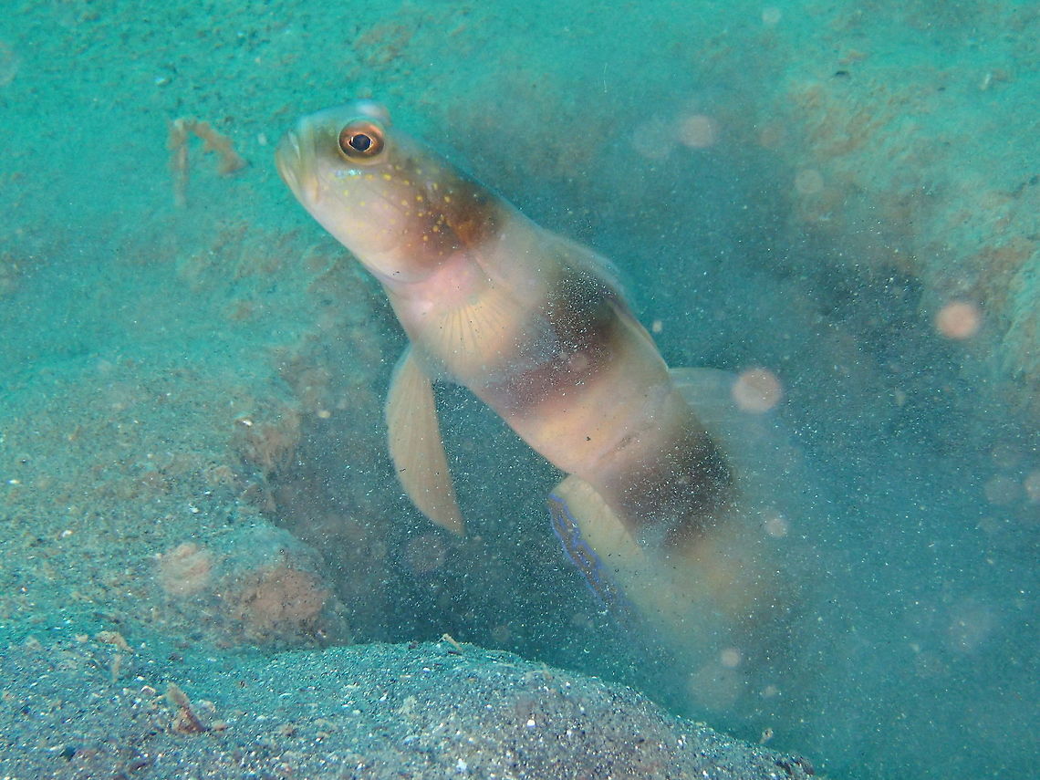 Amblyeleotris fontanesii  Amblyeleotris fontanesii,Fall,Geotagged,Giant prawn-goby,Indonesia