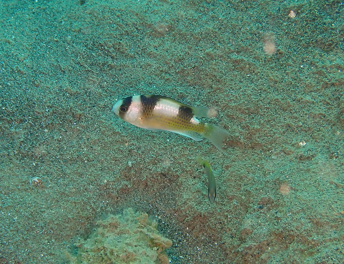 Black-banded demoiselle - Amblypomacentrus breviceps  Amblypomacentrus breviceps,Blackbanded Damsel,Fall,Geotagged,Indonesia