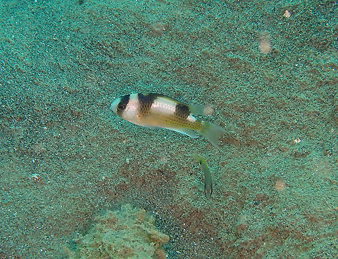Black-banded demoiselle - Amblypomacentrus breviceps  Amblypomacentrus breviceps,Blackbanded Damsel,Fall,Geotagged,Indonesia