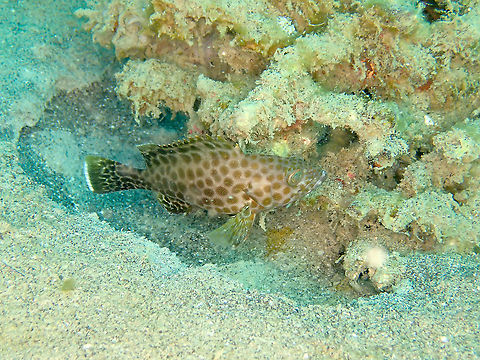 Areolate grouper - Epinephelus areolatus Recognizable because of the narrow white straight margin of the tail. Areolate grouper,Epinephelus areolatus,Fall,Geotagged,Indonesia
