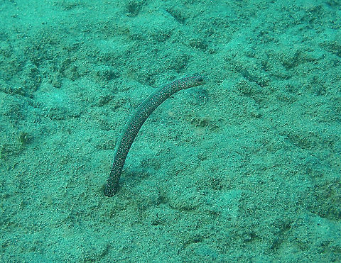 Enigma garden eel - Heteroconger enigmaticus https://www.jungledragon.com/image/98316/enigma_garden_eel_-_heteroconger_enigmaticus.html Enigma garden eel,Fall,Geotagged,Heteroconger enigmaticus,Indonesia