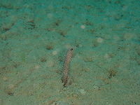 Enigma garden eel - Heteroconger enigmaticus  Enigma garden eel,Fall,Geotagged,Heteroconger enigmaticus,Indonesia