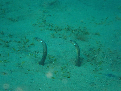 many-Toothed Garden Eel - Heteroconger perissodon They have a distinctive white patch on their gills Black garden eel,Fall,Geotagged,Heteroconger perissodon,Indonesia
