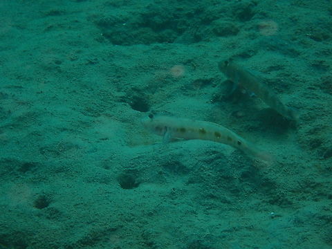 Frogface goby - Oxyurichthys papuensis A bit of a dark picture but it serves to introduce this goby species :-) Fall,Frogface goby,Geotagged,Indonesia,Oxyurichthys papuensis