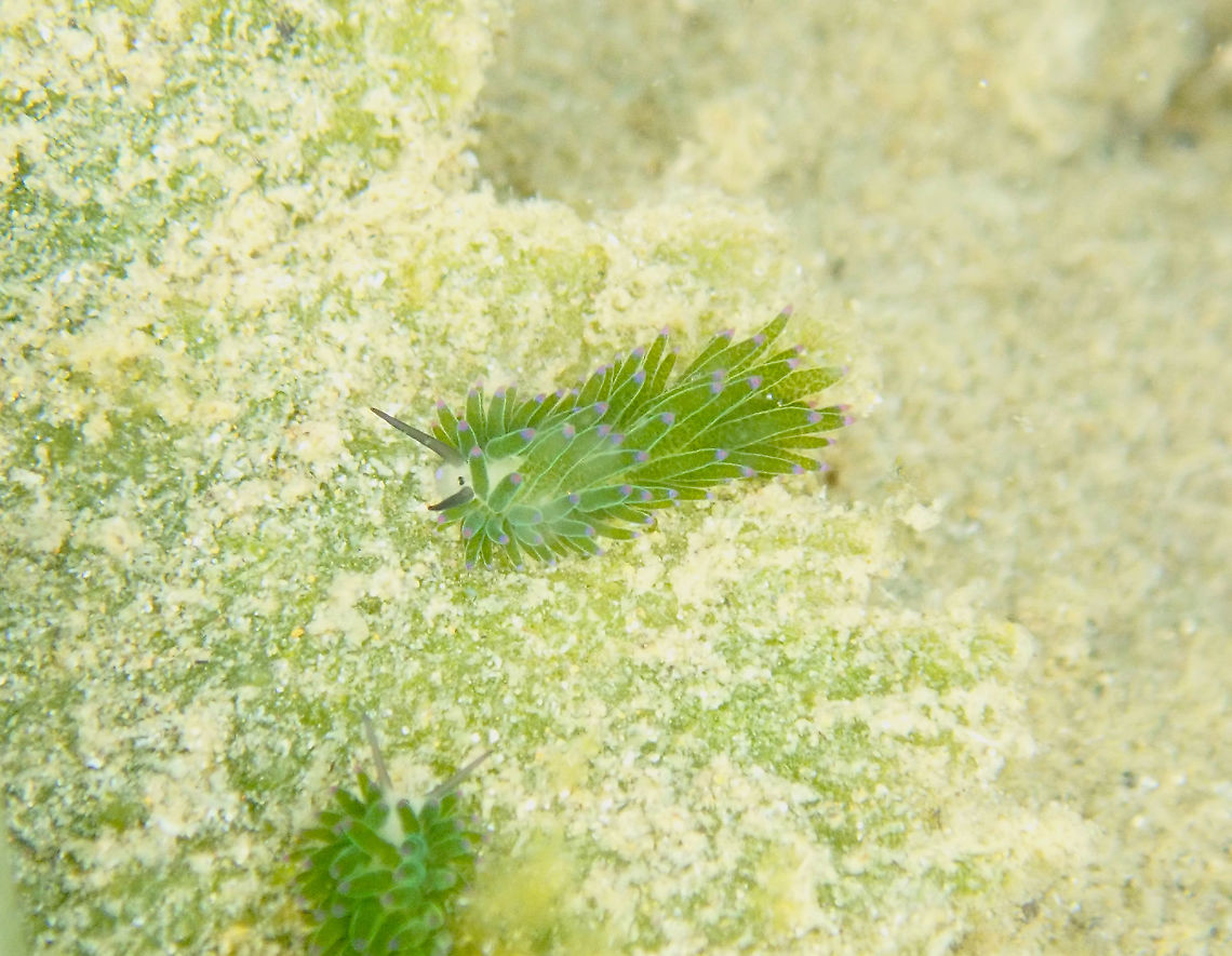 Costasiella sp. My first more or less decent close up of a sheep nudi! Consider their size is 1 cm or less :-D Costasiella,Fall,Geotagged,Indonesia,nudibranch