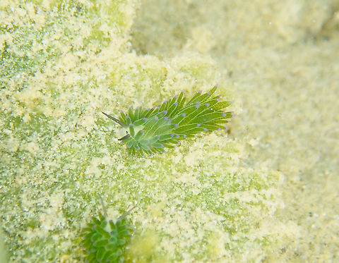 Costasiella sp. My first more or less decent close up of a sheep nudi! Consider their size is 1 cm or less :-D Costasiella,Fall,Geotagged,Indonesia,nudibranch