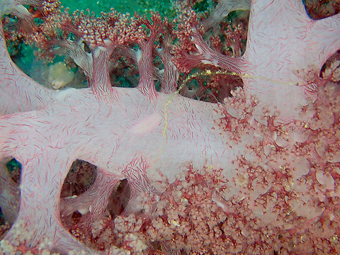 Scale Worm - Australaugeneria sp Is a worm of up to 2 cm with white translucent body with two diagonal rows of scales outlined with red on each side of the body. Parallel thin red medial lines. Commensal with soft corals, mimics their patterns and colors. Distribution: Indo-Pacific (page 65, Reef Creature Identification - Tropical Pacific, by Paul Humann and Ned Deloach). Australaugeneria,Fall,Geotagged,Indonesia,Scale Worm,annelida,polychaeta,polynoidae