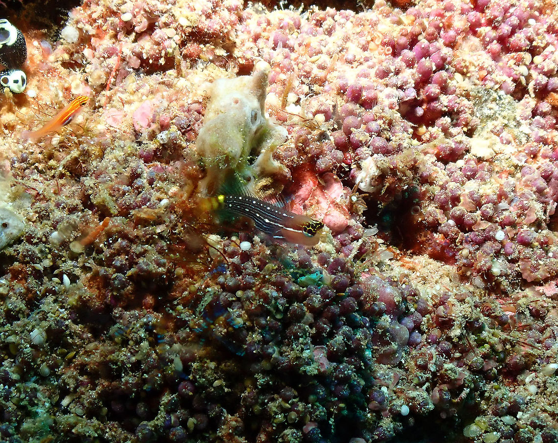 Pictus Blenny - Ecsenius pictus  Ecsenius pictus,Fall,Geotagged,Indonesia,Pictus blenny