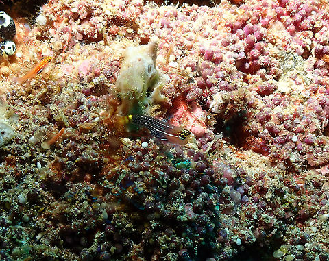 Pictus Blenny - Ecsenius pictus Ecsenius pictus,Fall,Geotagged,Indonesia,Pictus blenny
