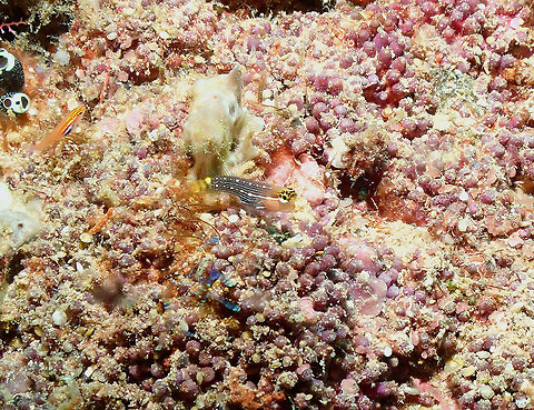 Pictus Blenny - Ecsenius pictus  Ecsenius pictus,Fall,Geotagged,Indonesia,Pictus blenny