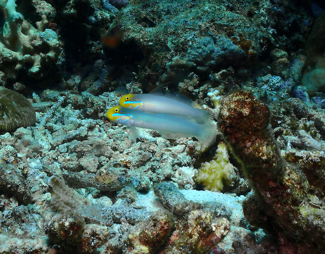 Golden-head sleeper goby - Valenciennea strigata I always saw these cutties in pairs. Fall,Geotagged,Golden-head sleeper goby,Indonesia,Valenciennea strigata