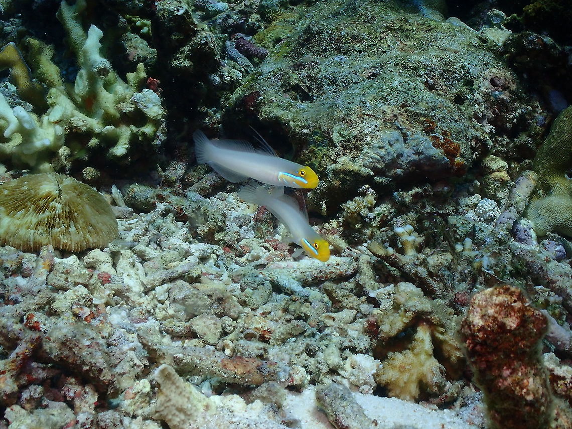 Golden-head sleeper goby - Valenciennea strigata  Fall,Geotagged,Golden-head sleeper goby,Indonesia,Valenciennea strigata