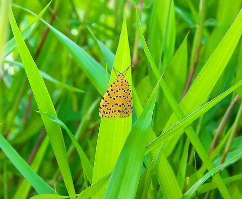 Crotalaria podborer -Argina astrea Trying to make my contribution to the Moth's week I am advancing this moth I saw in Halmahera, Indonesia.  Argina astrea,Fall,Geotagged,Indonesia,Moth Week 2020