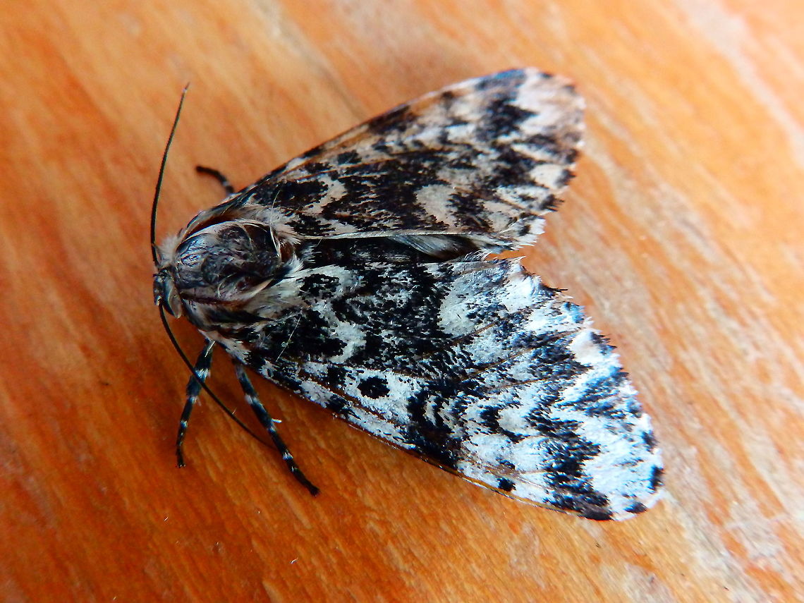 Black arches or nun moth - Lymantria_bonacha Can you help me verify this species? Seen in my house, Belgium<br />
According to my area and the pics of this link <br />
<a href="https://www.lepinet.fr/especes/nation/lep/index.php?id=38680&amp;e=l" rel="nofollow">https://www.lepinet.fr/especes/nation/lep/index.php?id=38680&amp;e=l</a><br />
and my nature guides, I think this is it. Belgium,Black arches,Geotagged,International Moth Week,Lepidoptera,Lymantria monacha,Moth Week,Moth Week 2020,National Moth Week,Spring,moth,moth week,moths