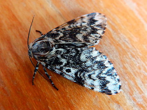 Black arches or nun moth - Lymantria_bonacha Can you help me verify this species? Seen in my house, Belgium
According to my area and the pics of this link 
https://www.lepinet.fr/especes/nation/lep/index.php?id=38680&e=l
and my nature guides, I think this is it. Belgium,Black arches,Geotagged,International Moth Week,Lepidoptera,Lymantria monacha,Moth Week,Moth Week 2020,National Moth Week,Spring,moth,moth week,moths