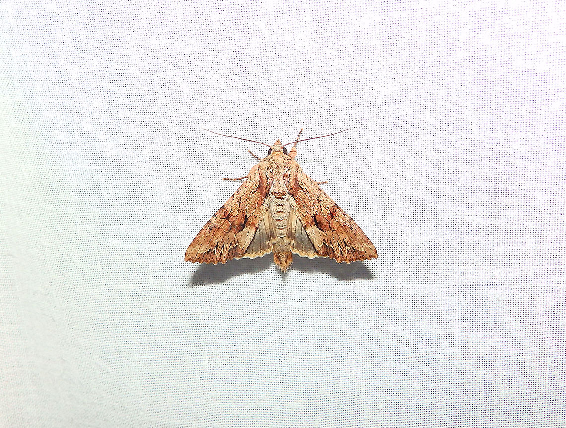 Dark Arches - Apamea monoglypha Just found last year in July in the curtains of my bedroom :-) Apamea monoglypha,Belgium,Dark Arches,Geotagged,International Moth Week,Lepidoptera,Moth Week,Moth Week 2020,National Moth Week,Summer,moth,moth week,moths
