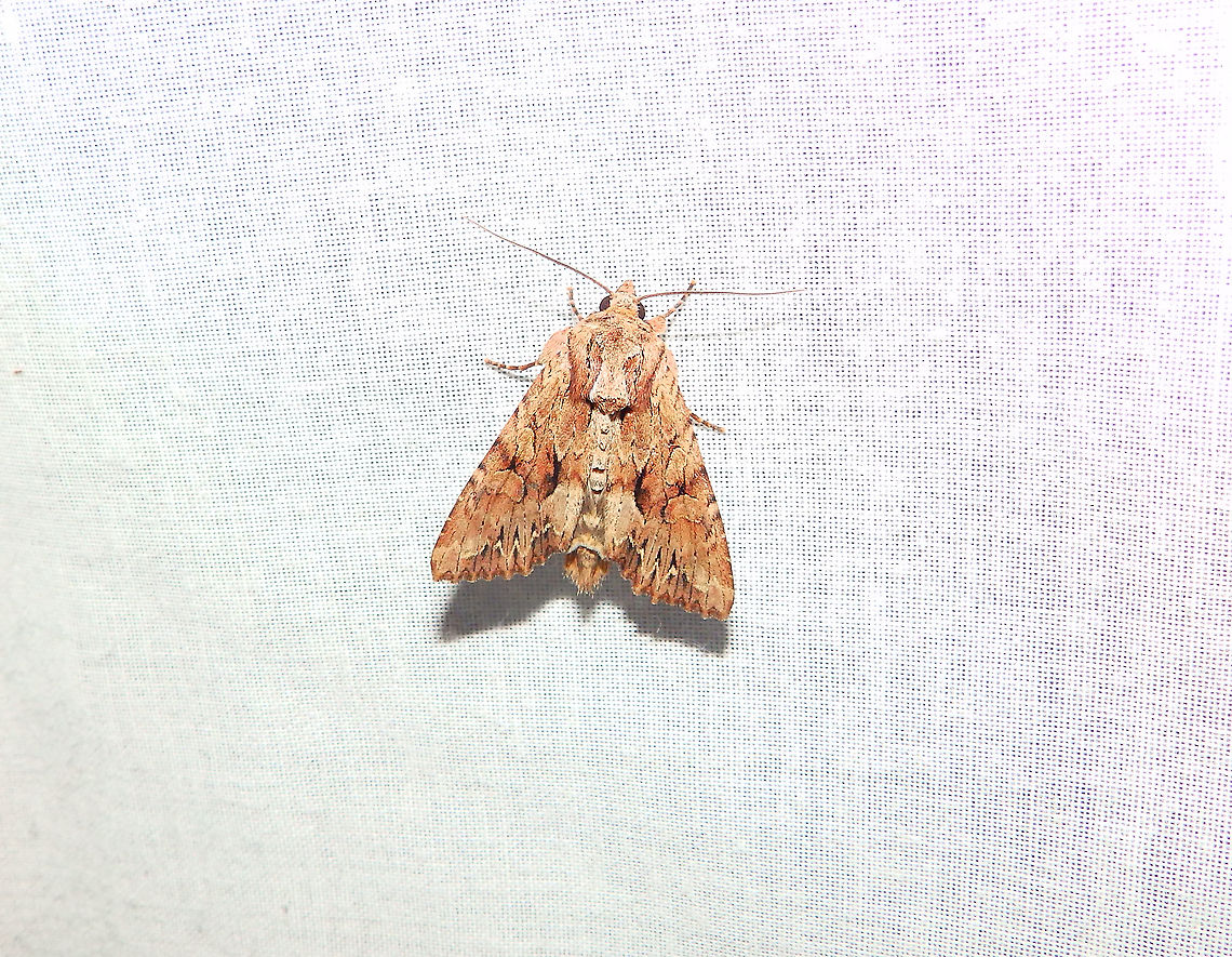 Dark Arches - Apamea monoglypha The same one with wongs closed, to show the pattern. Apamea monoglypha,Belgium,Dark Arches,Geotagged,International Moth Week,Lepidoptera,Moth Week,Moth Week 2020,National Moth Week,Summer,moth,moth week,moths