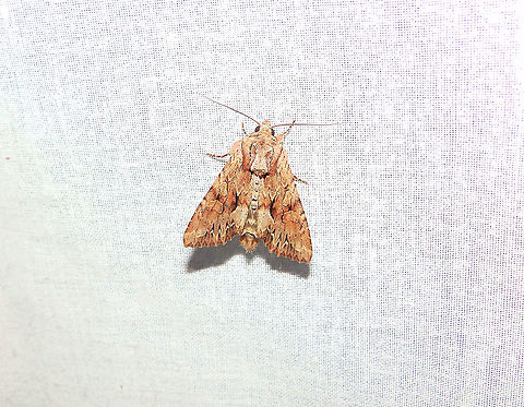 Dark Arches - Apamea monoglypha The same one with wongs closed, to show the pattern. Apamea monoglypha,Belgium,Dark Arches,Geotagged,International Moth Week,Lepidoptera,Moth Week,Moth Week 2020,National Moth Week,Summer,moth,moth week,moths