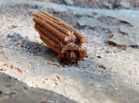 Bagworm Moth - Psychidae One morning we found this big bagworm attached to one side of our cabin's porch in Weda, Halmahera.
In the next pic I have my fingers next to it for you to have an idea of its size. I think family is as close as I can get. I find these animals amazing in the way they build their own shelter around themselves..impressive! Fall,Geotagged,Indonesia,International Moth Week,Lepidoptera,Moth Week,Moth Week 2020,National Moth Week,Psychidae,bagworm,bagworm moth,moth,moth week,moths