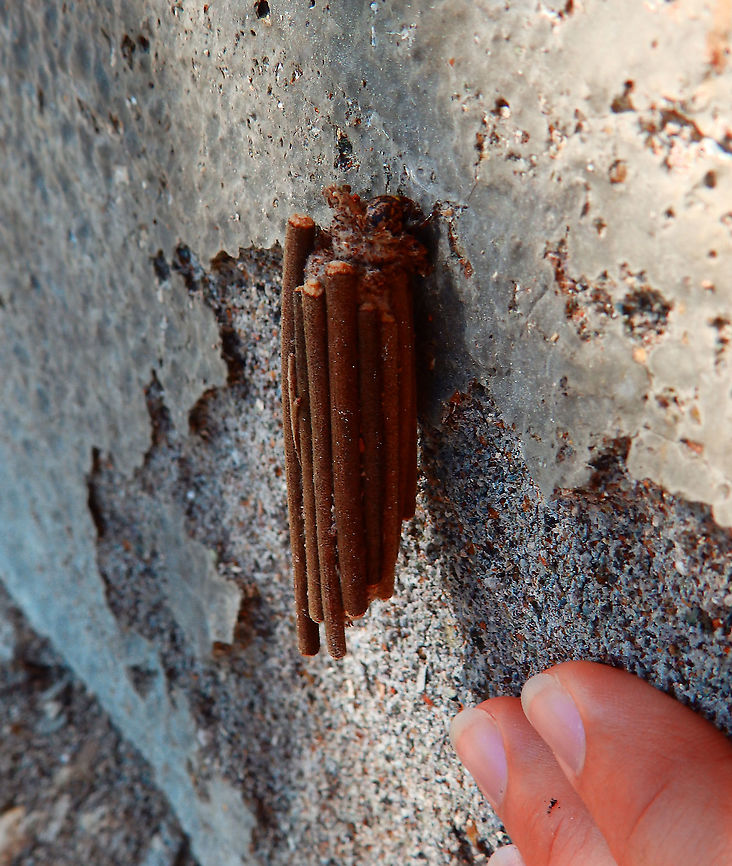 Bagworm Moth - Psychidae It probably was 3-4 cm long. Bagworm,Bagworm moth,Fall,Geotagged,Indonesia,International Moth Week,Lepidoptera,Moth,Moth Week,Moth Week 2020,National Moth Week,Psychidae,moth,moth week,moths