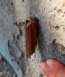 Bagworm Moth - Psychidae It probably was 3-4 cm long. Bagworm,Bagworm moth,Fall,Geotagged,Indonesia,International Moth Week,Lepidoptera,Moth,Moth Week,Moth Week 2020,National Moth Week,Psychidae,moth,moth week,moths